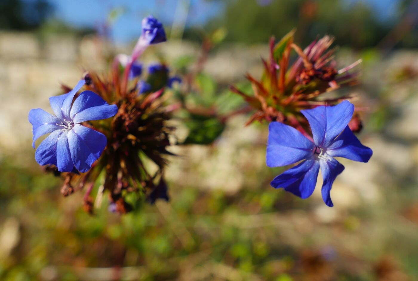 plumbago_de_willmott.jpg